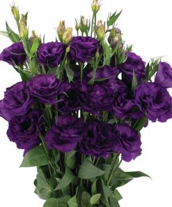 Lisianthus ( Lale Gül ) Advantage Serisi - MOR ( 5 Tohum )