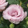 Lisianthus ( Lale Gül ) Julyet Serisi - PEMBE ( 5 Tohum )