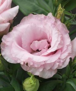 Lisianthus ( Lale Gül ) Julyet Serisi - PEMBE ( 5 Tohum )