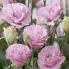 Lisianthus ( Lale Gül ) Advantage Serisi - PEMBE ( 5 Tohum )