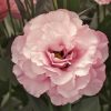Lisianthus ( Lale Gül ) Gelin Buketi Serisi - PEMBE ( 5 Tohum )