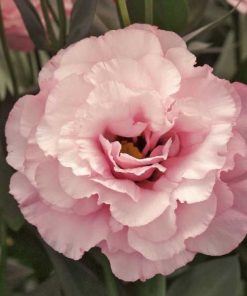 Lisianthus ( Lale Gül ) Gelin Buketi Serisi - PEMBE ( 5 Tohum )