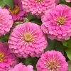 Zinnia ( Kirli Hanım ) Büyük Geniş Çiçekli - GÜL RENGİ ( 5 Tohum )