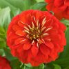 Zinnia ( Kirli Hanım ) Büyük Geniş Çiçekli - KIRMIZI ( 5 Tohum )