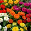 Zinnia ( Kirli Hanım ) Büyük Geniş Çiçekli - KARIŞIK ( 5 Tohum )