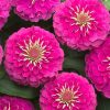 Zinnia ( Kirli Hanım ) Büyük Geniş Çiçekli - PEMBE ( 5 Tohum )