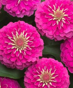 Zinnia ( Kirli Hanım ) Büyük Geniş Çiçekli - PEMBE ( 5 Tohum )