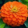 Zinnia ( Kirli Hanım ) Büyük Geniş Çiçekli - TURUNCU ( 5 Tohum )