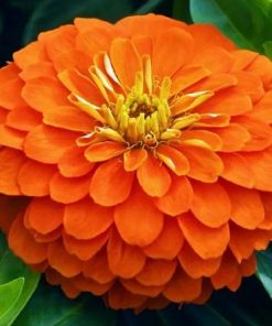 Zinnia ( Kirli Hanım ) Büyük Geniş Çiçekli - TURUNCU ( 5 Tohum )