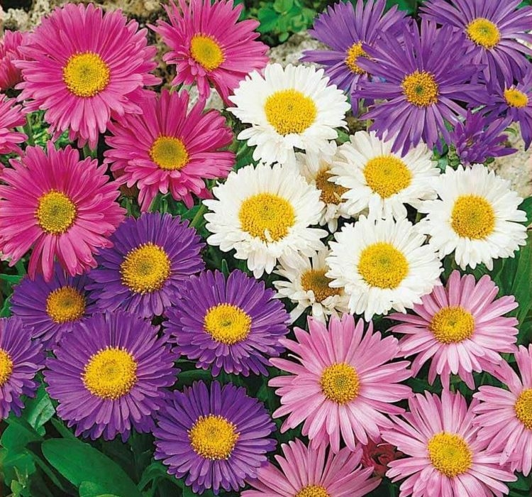 saray-pati-bodur-2-cicek-tohumlari-ff04904