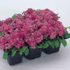 Alisyum Tohumu İnci Koyu Pembe - Saksılık 10 Tohum