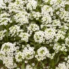 Alyssum Kraliyet Halısı Beyaz Renk - Saksılık 10 Tohum