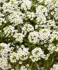 Alyssum Kraliyet Halısı Beyaz Renk - Saksılık 10 Tohum
