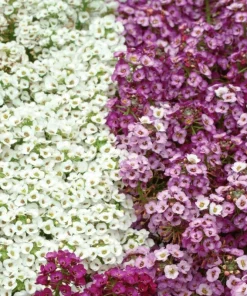 Alyssum Kraliyet Halısı Karışık Renk - Saksılık 10 Tohum
