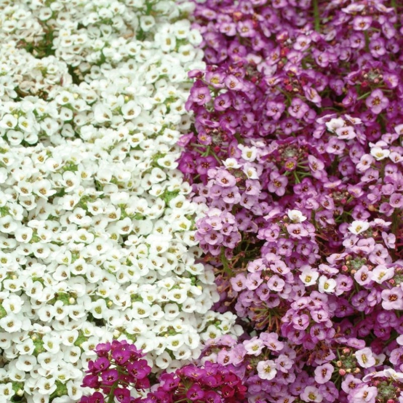 Alyssum Kraliyet Halısı Karışık Renk - Saksılık 10 Tohum Alyssum Kraliyet Halısı Karışık Renk - Saksılık 10 Tohum