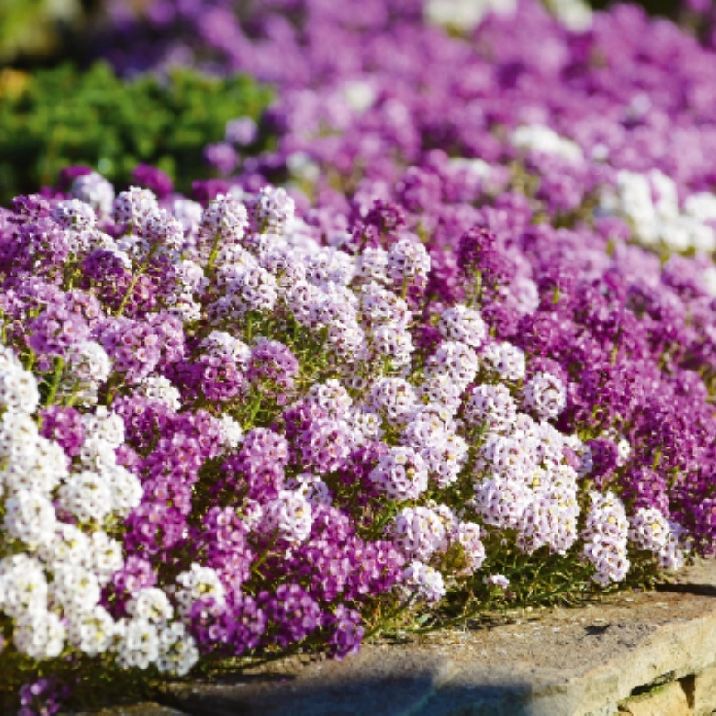 alyssum-mix-2-cicektohumu-6e42a8f