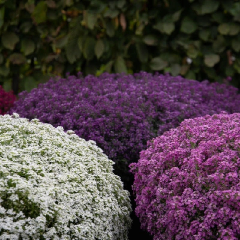 alyssum-mix-3-cicektohumu-586941c