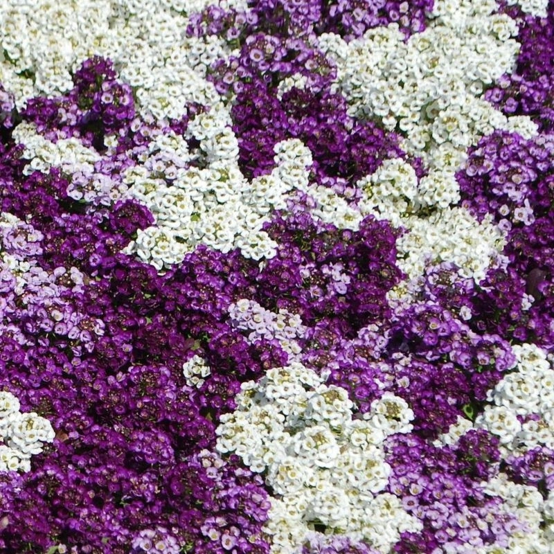 alyssum-mix-4-cicektohumu-8033254