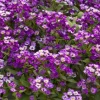 Alyssum Kraliyet Halısı Mor Renk - Saksılık 10 Tohum