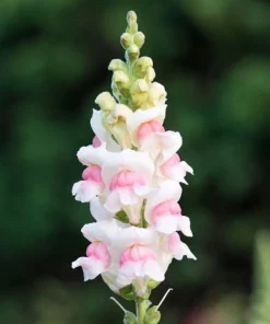 AslanAğzı Uzun Antik Seri Appleblossom Renk - Saksılık 10 Tohum