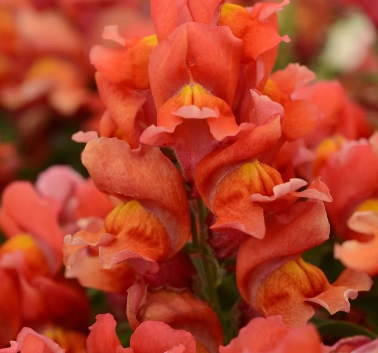 aslanagzi-orange-3-cicek-tohumlari-d583b31