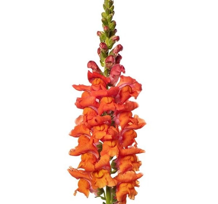 aslanagzi-orange-5-cicek-tohumlari-849605a