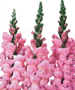 AslanAğzı Uzun Antik Seri Pembe Renk - Saksılık 10 Tohum