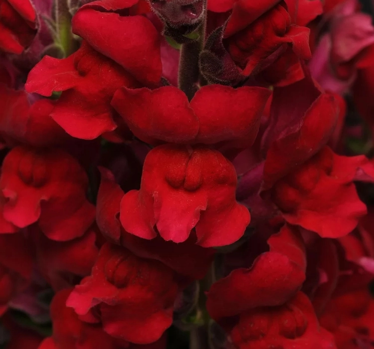 aslanagzi-red-4-cicek-tohumlari-4082182