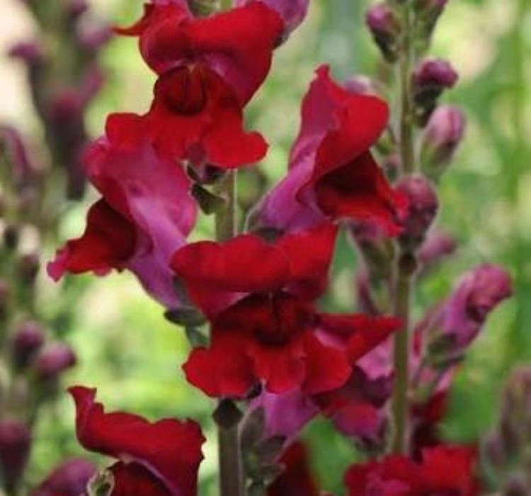 aslanagzi-red-5-cicek-tohumlari-0203d9f