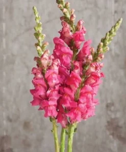 AslanAğzı Uzun Antik Seri Rose Renk - Saksılık 10 Tohum