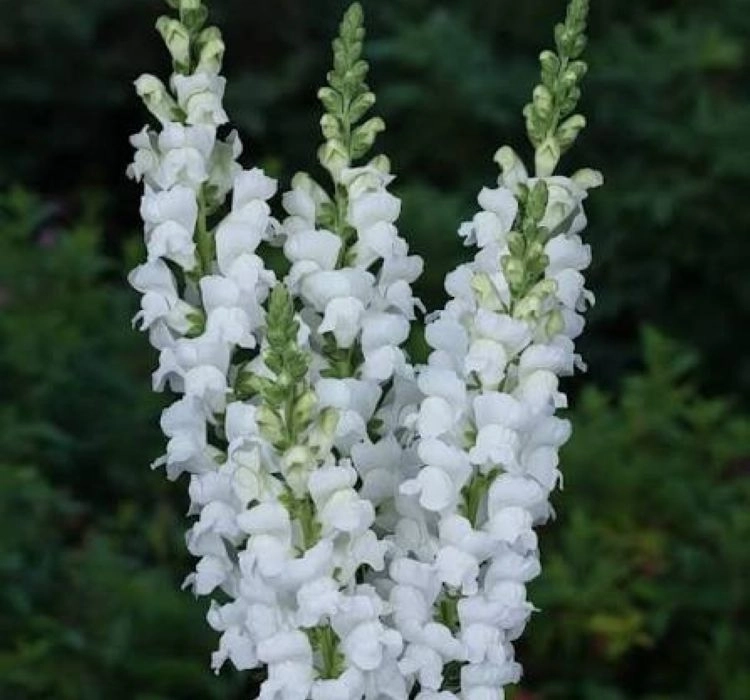 aslanagzi-white-2-cicek-tohumlari-2f737ed