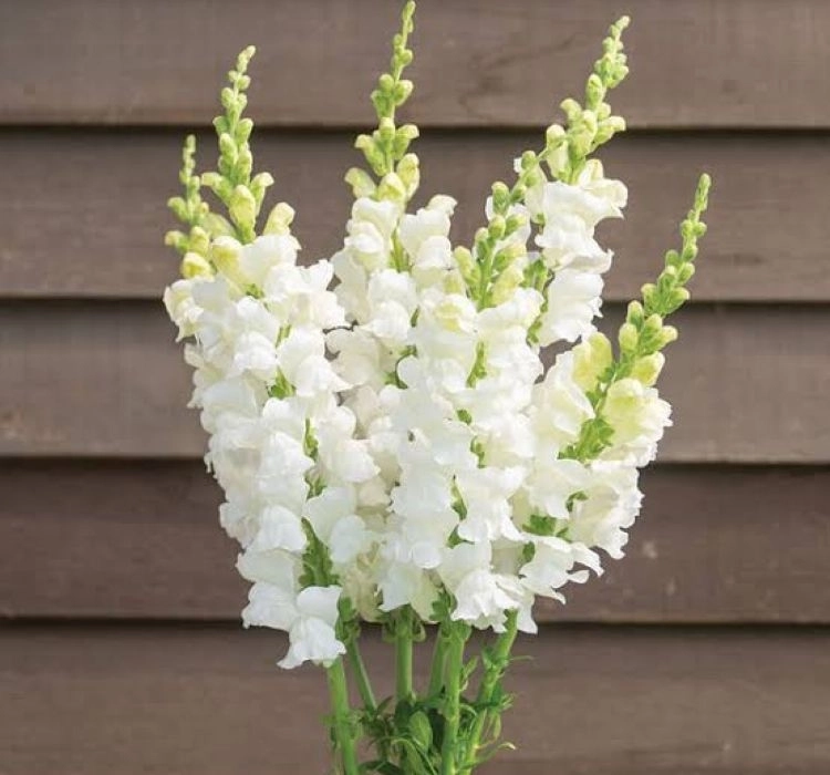 aslanagzi-white-3-cicek-tohumlari-a0ed8aa