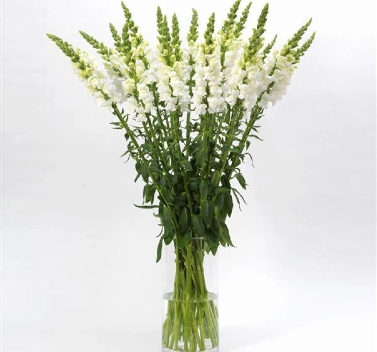 aslanagzi-white-4-cicek-tohumlari-4b963f1