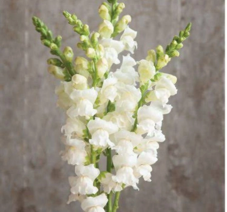 aslanagzi-white-5-cicek-tohumlari-45ffbbb