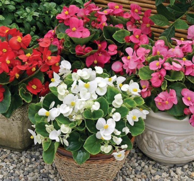begonya-mix-4-cicek-tohumlari-697fd4f