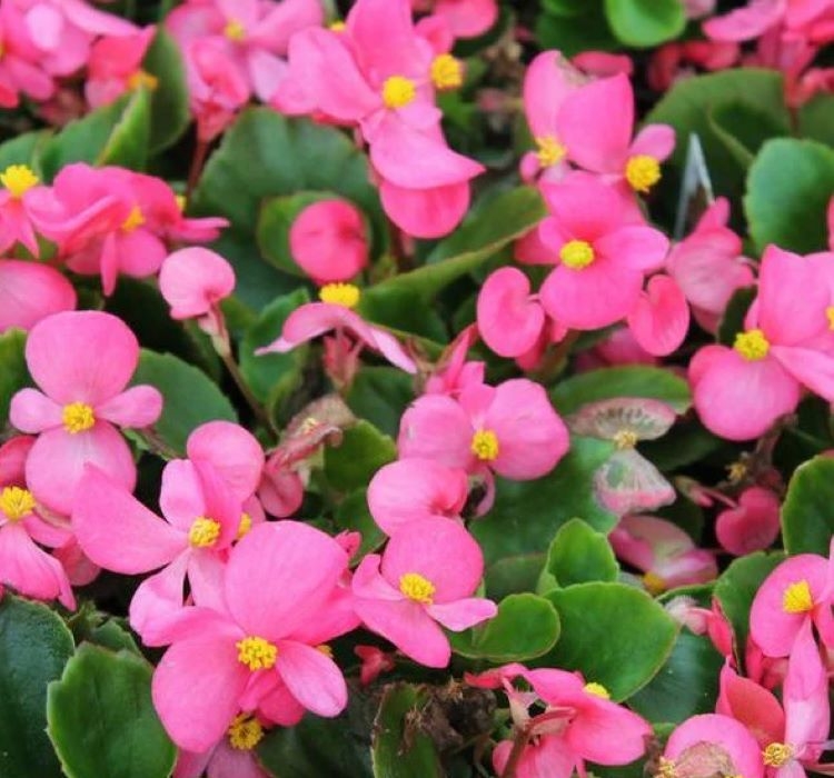 begonya-pembe-4-cicek-tohumlari-af7a31b