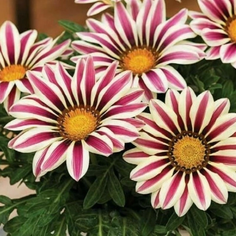 gazanya-beyaz-flame-2-cicektohumu-36a906f