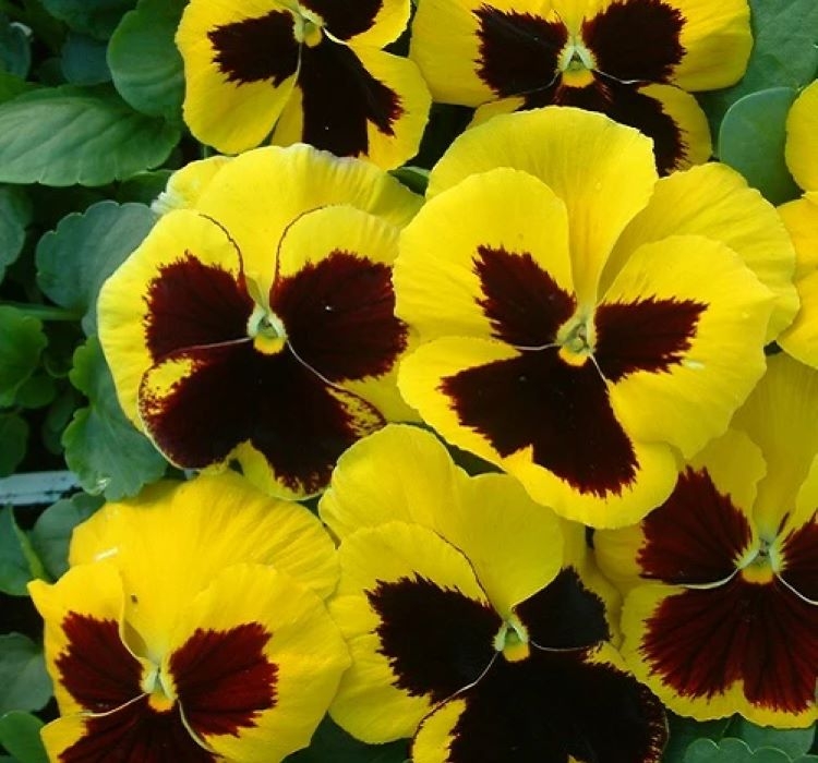 hercai-sari-siyah-5-cicek-tohumlari-b9baa70