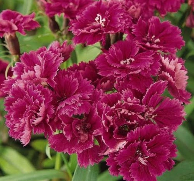 husnuyusuf-purple-2-cicek-tohumlari-2407882