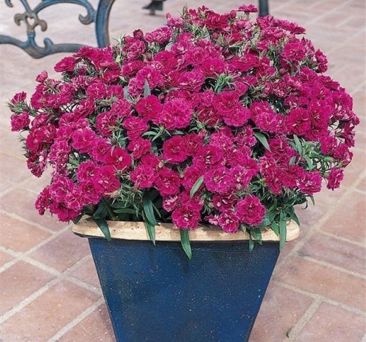 husnuyusuf-purple-3-cicek-tohumlari-77e2caa