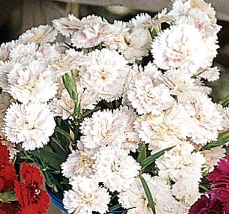 husnuyusuf-white-2-cicek-tohumlari-df9d799