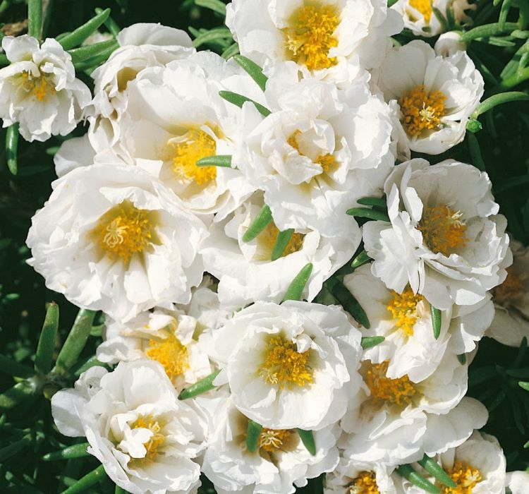 ipek-cicegi-beyaz-3-cicek-tohumlari-99f4661