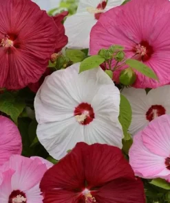 Japon Gülü Hibiscus Karışık Renk - Saksılık 5 Tohum