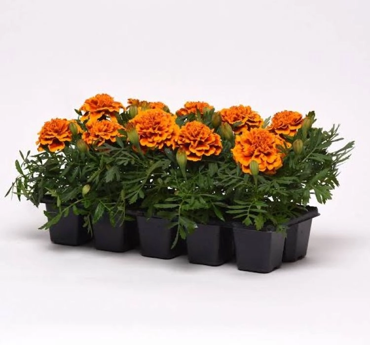 kadife-flame-2-cicek-tohumlari-815eec2