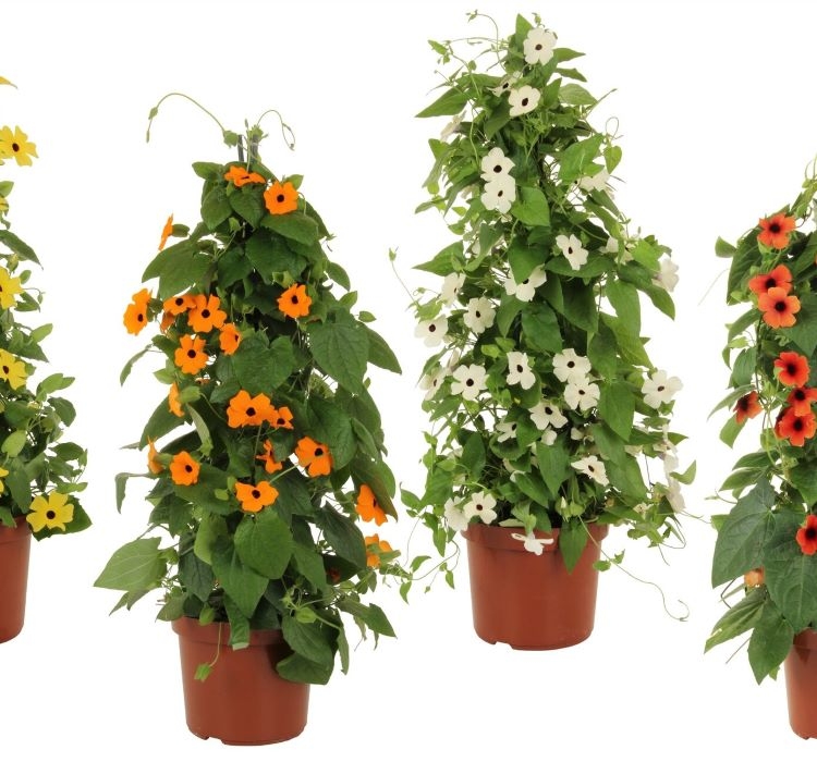 karagozlu-suzan-mix-5-cicek-tohumlari-bee2cf6