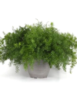 Kuşkonmaz Çiçek Seri - Saksılık 10 Tohum