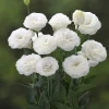 Lisianthus Katmerli Seri Beyaz Renk - Saksılık 5 Tohum