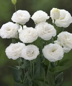 Lisianthus Katmerli Seri Beyaz Renk - Saksılık 5 Tohum