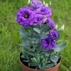 Lisianthus Katmerli Seri Mavi Renk - Saksılık 5 Tohum