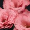 Lisianthus Katmerli Seri Pembe Renk - Saksılık 5 Tohum